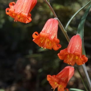 Fritillaria recurva